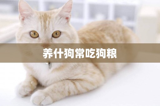 養什狗常吃狗糧
