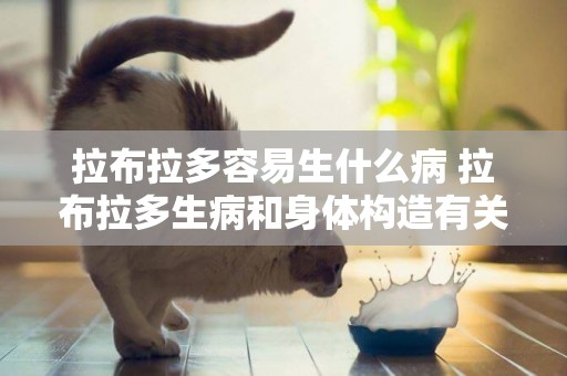 拉布拉多容易生什么病 拉布拉多生病和身體構造有關嗎 拉布拉多容易生什么病 拉布拉多生病和身體構造有關嗎