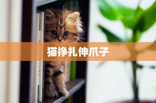 貓掙扎伸爪子