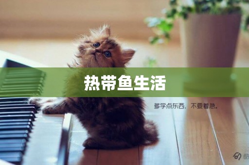 熱帶魚生活