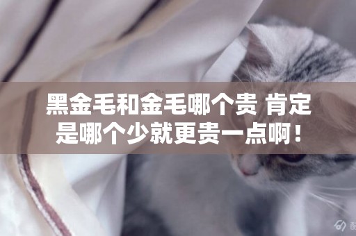 黑金毛和金毛哪個貴 肯定是哪個少就更貴一點啊！