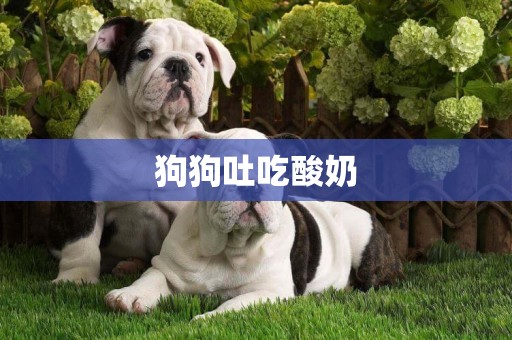 狗狗吐吃酸奶