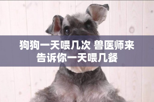 狗狗一天喂幾次 獸醫師來告訴你一天喂幾餐