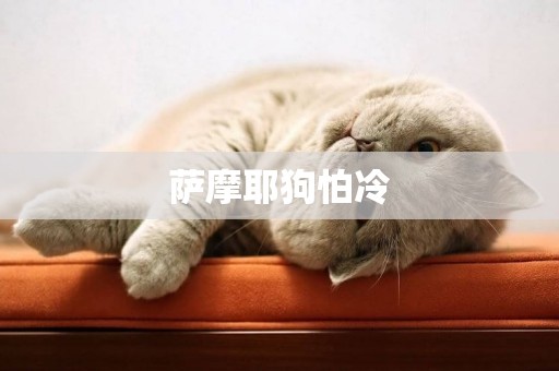 薩摩耶狗怕冷