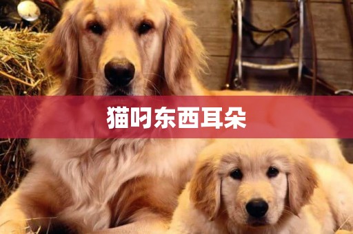 貓叼東西耳朵