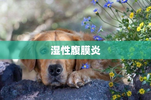 濕性腹膜炎