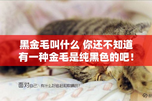 黑金毛叫什么 你還不知道有一種金毛是純黑色的吧！