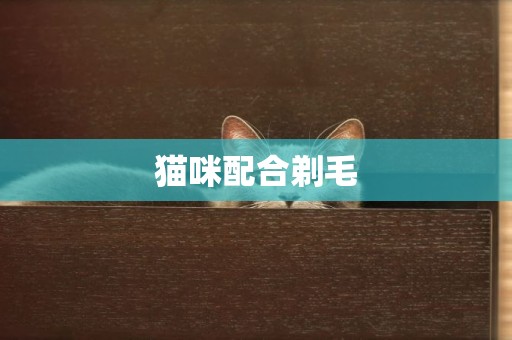 貓咪配合剃毛