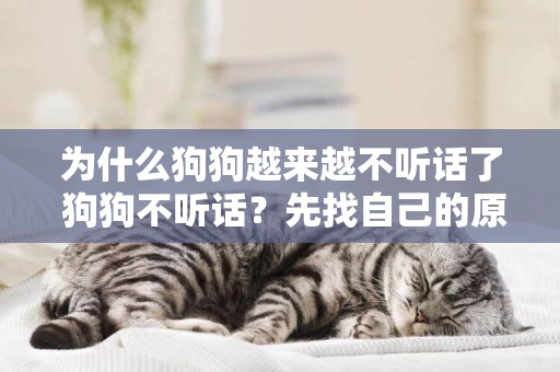 為什么狗狗越來越不聽話了 狗狗不聽話？先找自己的原因！