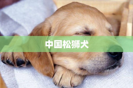 中國松獅犬