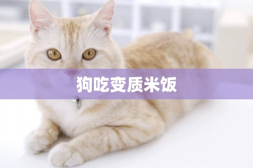 狗吃變質米飯