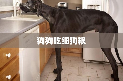 狗狗吃細狗糧