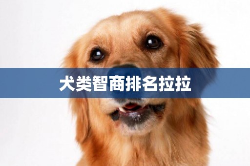犬類智商排名拉拉