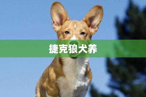 捷克狼犬養
