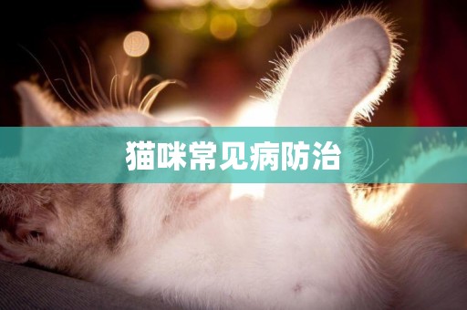 貓咪常見病防治