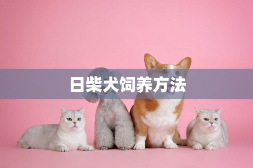 日柴犬飼養方法