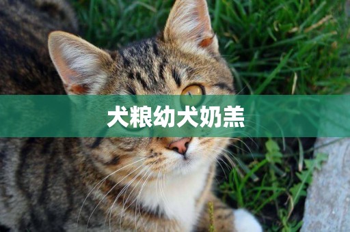 犬糧幼犬奶羔