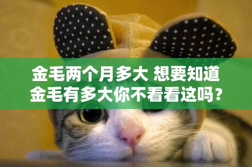 金毛兩個月多大 想要知道金毛有多大你不看看這嗎？