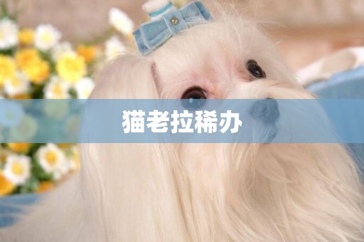 貓老拉稀辦