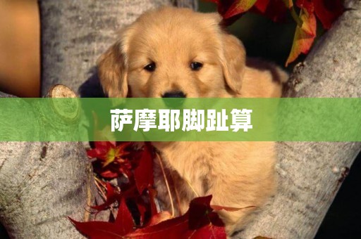 薩摩耶腳趾算