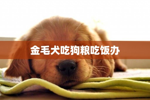 金毛犬吃狗糧吃飯辦