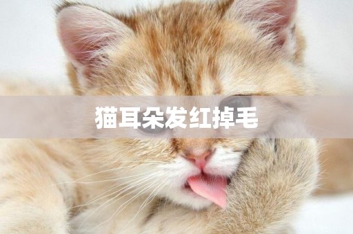 貓耳朵發紅掉毛