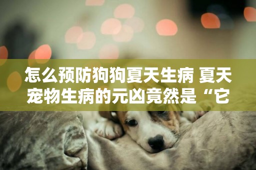 怎么預防狗狗夏天生病 夏天寵物生病的元兇竟然是“它”