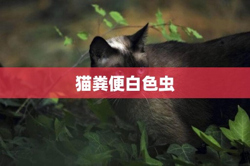 貓糞便白色蟲