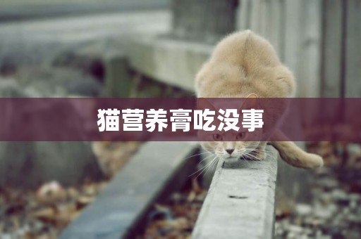 貓營養膏吃沒事