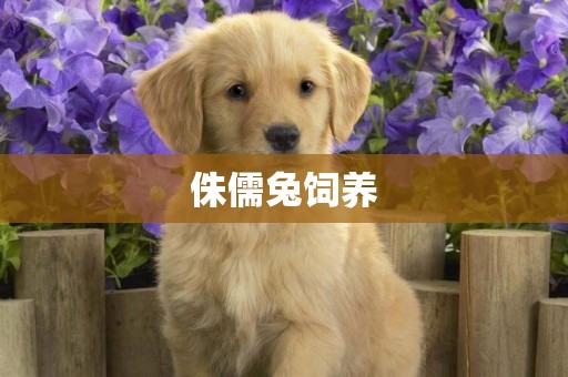 侏儒兔飼養