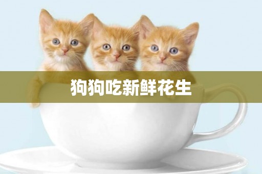 狗狗吃新鮮花生