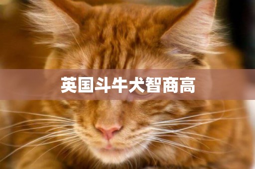 英國斗牛犬智商高