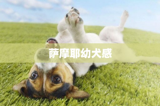 薩摩耶幼犬感