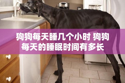 狗狗每天睡幾個小時 狗狗每天的睡眠時間有多長