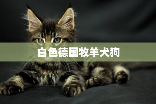 白色德國牧羊犬狗