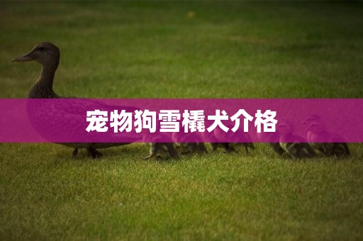 寵物狗雪橇犬介格