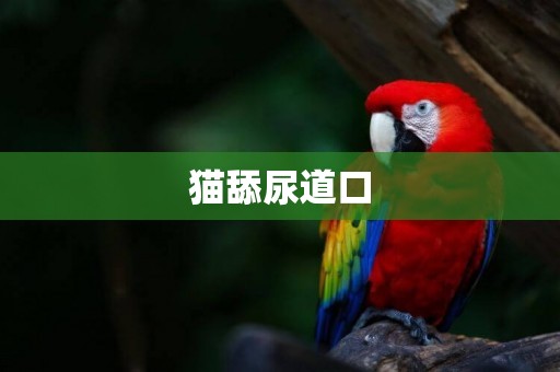 貓舔尿道口