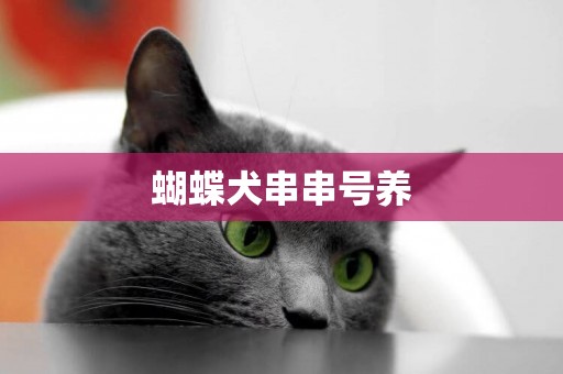 蝴蝶犬串串號養