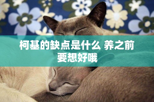 柯基的缺點是什么 養之前要想好哦