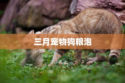 三月寵物狗糧泡