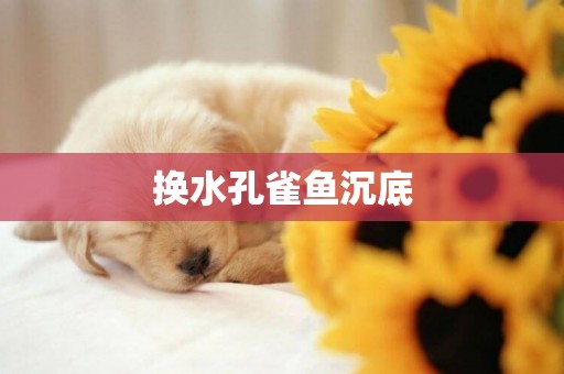 換水孔雀魚沉底