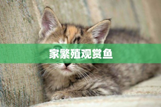 家繁殖觀賞魚