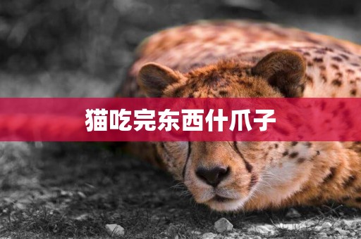 貓吃完東西什爪子