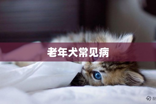 老年犬常見病