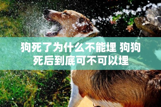 狗死了為什么不能埋 狗狗死后到底可不可以埋