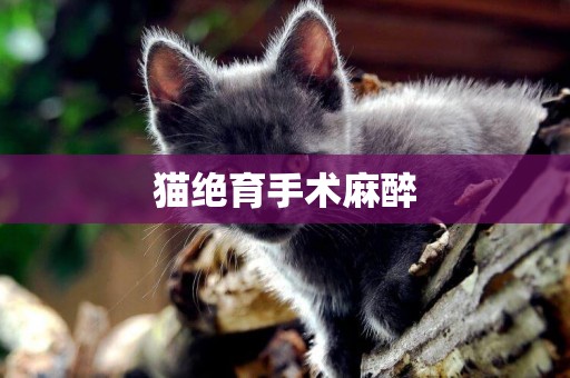 貓絕育手術麻醉