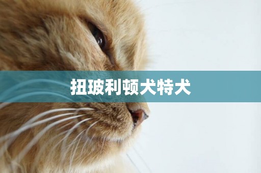 扭玻利頓犬特犬