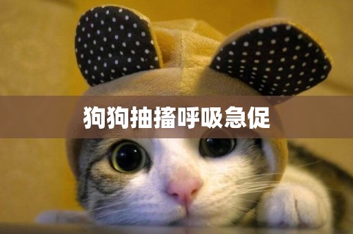 狗狗抽搐呼吸急促
