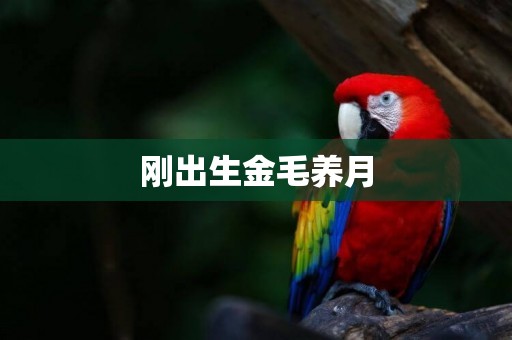 剛出生金毛養月