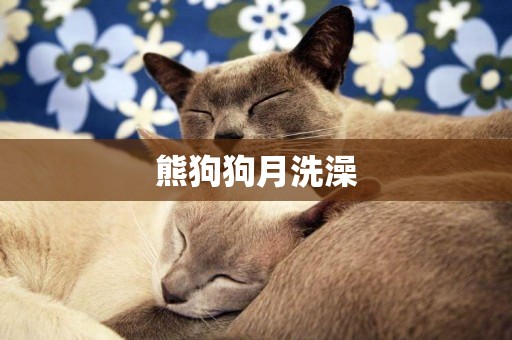 熊狗狗月洗澡